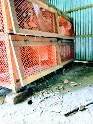 একটি ভালো মানের মুরগির খাঁচা কাঠ ও নেটের তৈরি